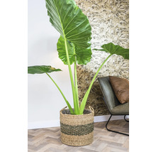 Alocasia kamerplant in een gevlochten mand