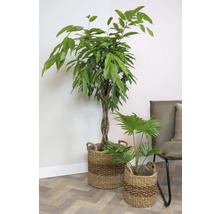 TS Plantenmand Carst Natuurlijke vezel bruin Ø 39 cm H 36 cm