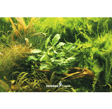 Aquariumplantenscène met verschillende waterplanten en een stuk hout