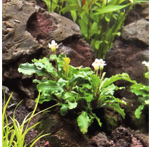 Aquariumplant met groene bladeren en witte bloemen tussen stenen