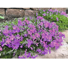 Bloeiende kruipphlox in de tuin