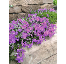 Bloeiende kruipphlox plant in de tuin