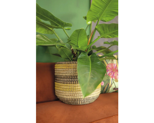 Kamerplant in gevlochten mand op een bank