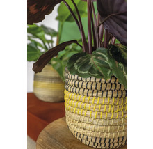 Kamerplant in een gevlochten mand op een houten tafel