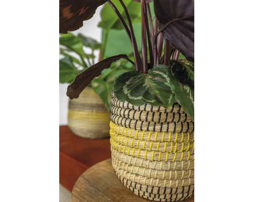 Kamerplant in een gevlochten mand op een houten tafel