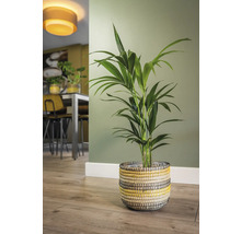 Kamer met Areca palm in gevlochten mand