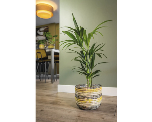 Kamer met Areca palm in gevlochten mand