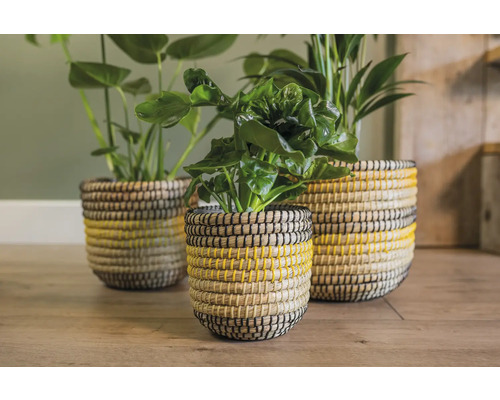 Decoratieve planten in gevlochten manden met gele accenten