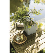 Scene met een Japanse esdoorn in een plantenbak op een houten terras