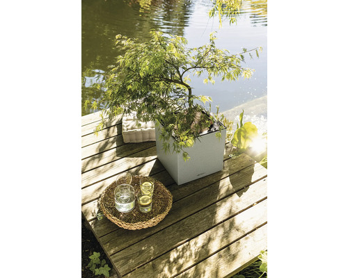 Scene met een Japanse esdoorn in een plantenbak op een houten terras