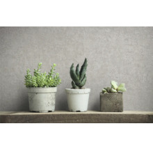 Drie vetplanten in potten op een plank
