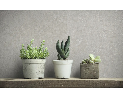 Drie vetplanten in potten op een plank