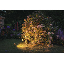 Tuin met bloeiende struik en tuinspot