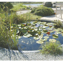 Tuinvijver met waterlelies en oeverbeplanting in een aangelegde tuin.