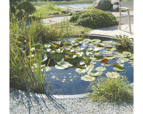 Tuinvijver met waterlelies en oeverbeplanting in een aangelegde tuin.