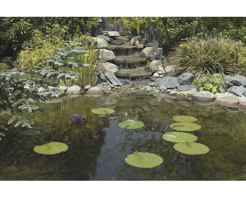 Tuinvijver met waterval en waterlelies