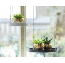 Twee hangende plantenplanken met planten voor een raam