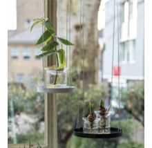 Twee hangende plantenarrangementen met planten in waterglazen voor een raam.