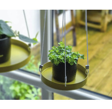 Hangplant in een pot op een dienblad met ophangsysteem