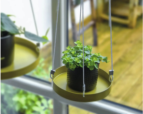 Hangplant in een pot op een dienblad met ophangsysteem