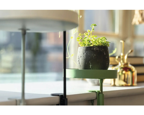 Plant in een pot op een plantenstandaard met klem