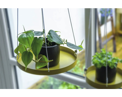 Hangplant in een pot met ophangsysteem