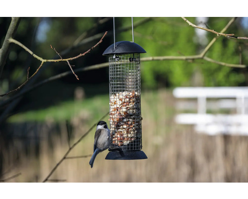 Vogel bij een vogelvoederhuisje gevuld met pinda''s