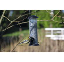 Vogel bij vogelvoederhuis met zaden