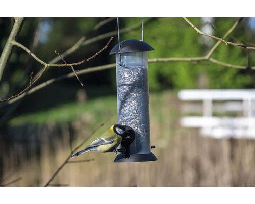 Vogel bij vogelvoederhuis met zaden