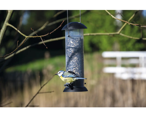 Pimpelmees op een hangende vogelvoeder met zaden