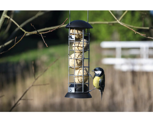 Vogelvoederhuis met vetbollen en koolmees
