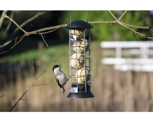 Vogelvoeder met koolmees die aan het eten is