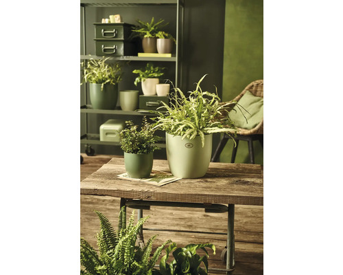Kamer met planten in potten op een houten tafel en een metalen rek