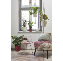 Licht, vriendelijk interieur met kamerplanten, een bijzettafel en een fauteuil bij een raam