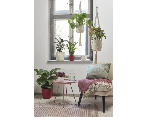 Lichte kamer met planten in potten, bijzettafel en stoel