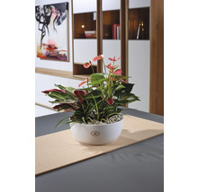 Decoratieve kamerplant in witte keramische schaal op een tafel