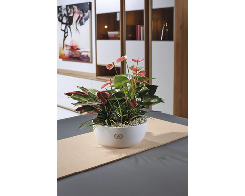 Decoratieve kamerplant anthurium in een witte bloempot op een tafel