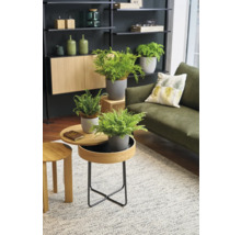 Woonkamer met rekken, kast, bank, tapijt en tafels met potplanten.
