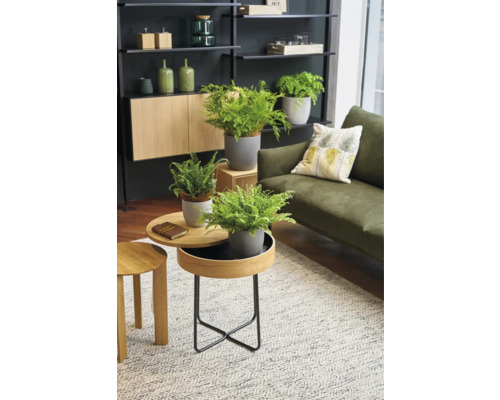 Woonkamer met rekken, kast, bank, tapijt en tafels met potplanten.