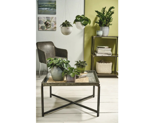 Woonkamer met planten in potten en hangende plantenbakken op een tafel en plank