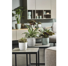 Kamerplanten in gestructureerde plantenbakken op tafels in de woonkamer