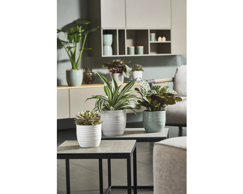 Kamerplanten in gestructureerde plantenbakken op tafels in de woonkamer