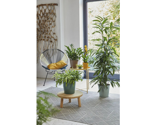 Woonkamer met stoel, kamerplanten en vloerkleed
