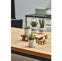 Decoratieve kamerplanten in potten op een houten tafel met tuingereedschap.