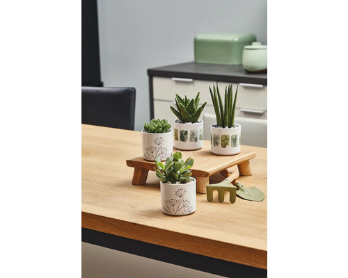 Decoratieve kamerplanten in potten op een houten tafel met tuingereedschap.