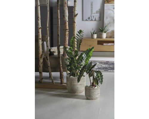 Decoratieve kamerplanten in potten naast een berkenhouten kamerscherm in een heldere woonkamer.