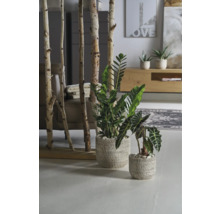 Kamer met room divider van berkenstammen en kamerplanten in potten