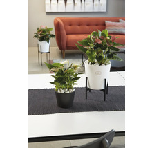 Kamerweergave met anthuriums in plantenbakken op tafel en plantenstandaard