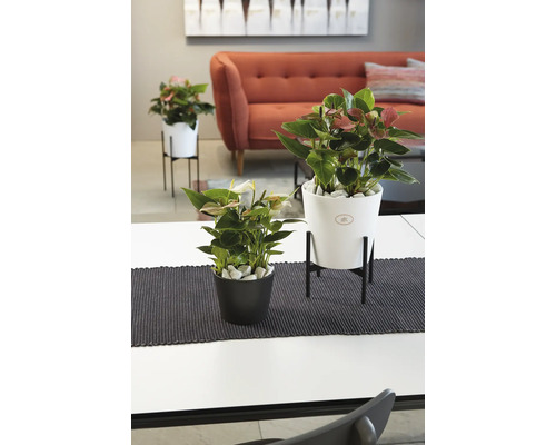 Kamerweergave met anthuriums in plantenbakken op tafel en plantenstandaard