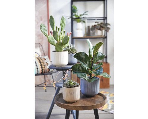 Decoratieve kamerplanten in potten op tafels en een plank.